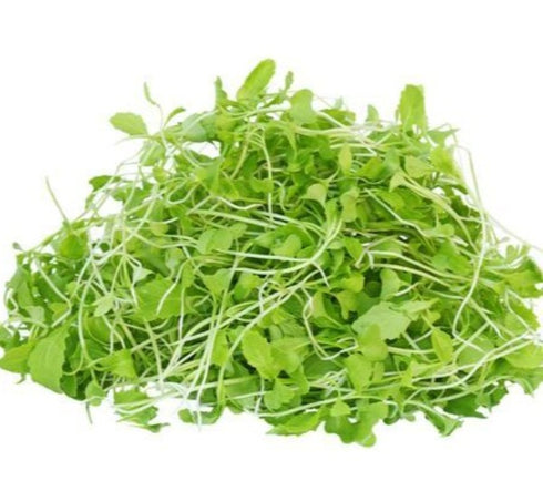 Green Mustard - OP Microgreen Seeds